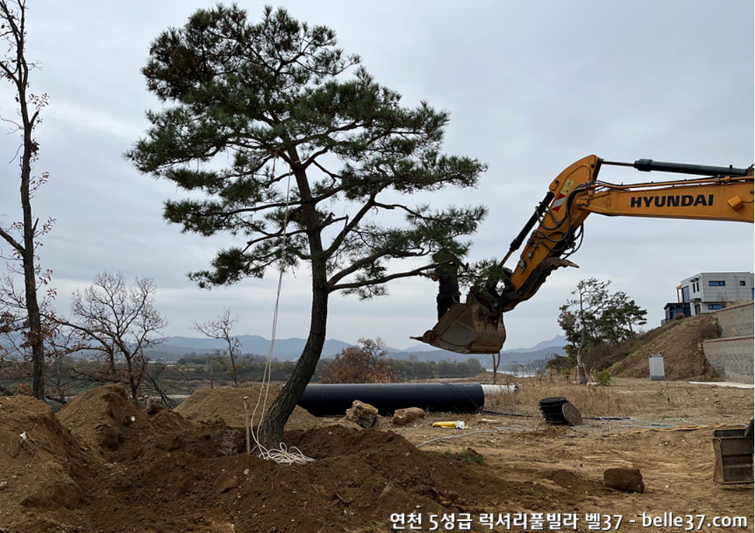 소나무이식 후 전지작업