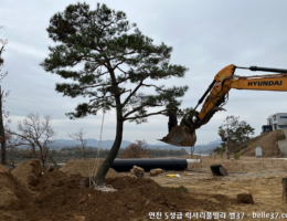 소나무이식 후 전지작업
